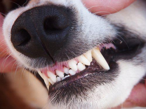 Wisconsin dog bite attorney, permanent injury, Wisconsin injury lawyer